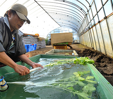 荷姿も大事、と丁寧に水洗いして出荷している