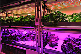 人工光を利用した葉もの野菜の栽培実験。