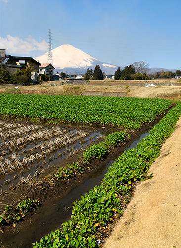 静岡県御殿場市は、1707年（宝永4）富士山の大噴火により、壊滅的な被害を受けるが、今では豊かな土壌を生かし、在来種 水掛け菜の栽培が盛んになっている。
