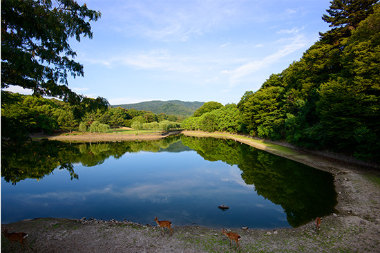 春日大社や東大寺にほど近い鷲池と東西の荒池は、奈良市街地の洪水抑制機能を持った灌漑用溜池。