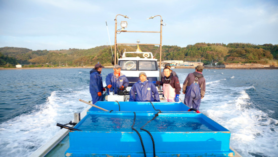 沖にあるかぼすブリのいけすに向かう重宝水産の社員と大分県漁協の職員。出荷には必ず大分県漁協の職員が立ち会い、作業を手伝う