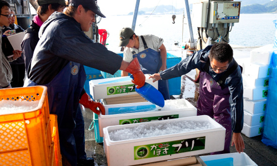 氷を敷いたトロ箱にかぼすブリを一尾ずつ入れ、さらに上から氷を載せて蓋を閉める。