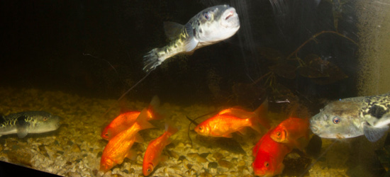 夢創造が運営する温泉とらふぐアンテナショップ「扇の館」では、とらふぐと金魚が一緒に泳いでいる不思議な光景が見られる。