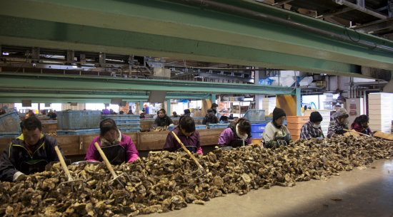 日生町漁協が設置したカキむき場で働く人たち。