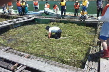 密生して繁茂するアマモ。