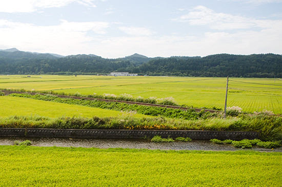 鹿角市内の水田。清らかで豊かな伏流水が米を育む