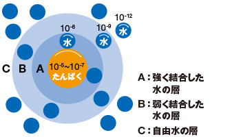 たんぱく質分子の結合水と自由水の模式図