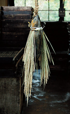 カツオを塩漬けして乾燥させた「潮鰹」。藁で飾り付け、正月の神棚に供える