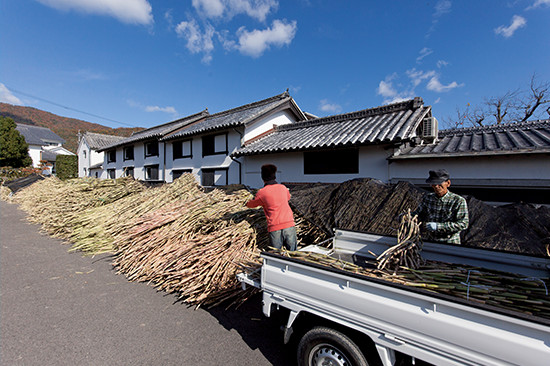 地元の農家が運び込んだサトウキビ。海外はもちろん、国内の他産地からも仕入れたことはない