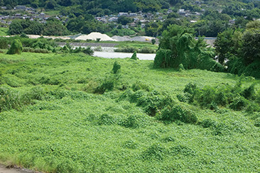 河川敷に繁茂し、他の在来植物の生息を脅かすアレチウリ