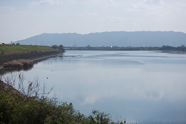 全国有数の暴れ川「吉野川」。氾濫のたびに上流から運ばれた肥沃な土が「阿波藍」を育んだ