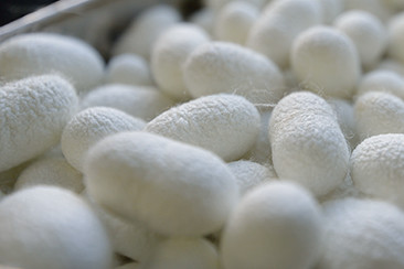 野村町内の養蚕農家が育てた繭。羽化させず、逆に死なせないように6〜7℃の冷蔵庫で保管することによって質のよい糸がとれるという
