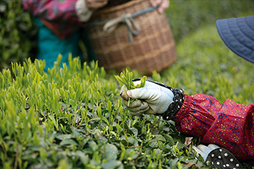 一番茶となる葉を摘む手。今どき手摘みは珍しいという