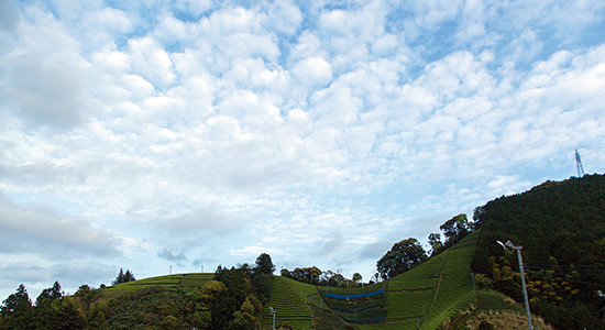 森内茶農園の上空を漂う雲。天候を予測する大事な要素だ