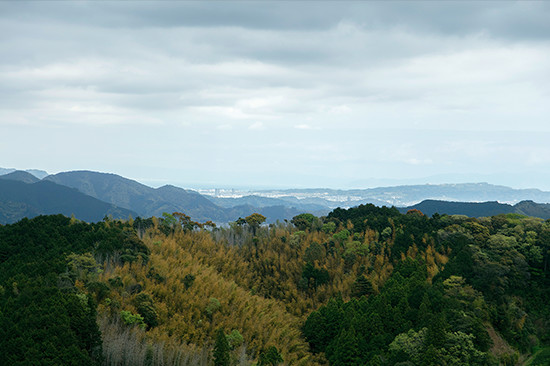 斉藤さんの茶畑から見た静岡市中心部