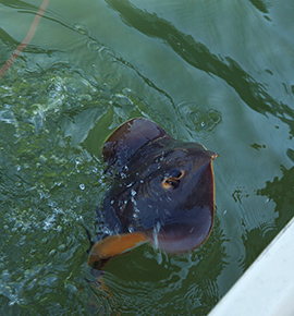 前触れもなく釣れたアカエイ