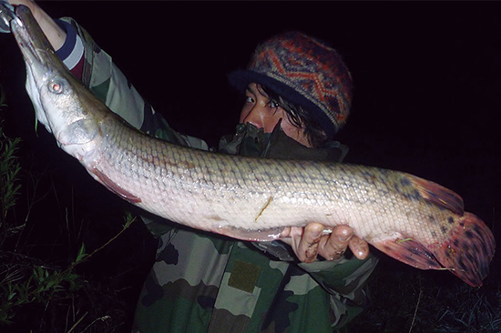 鶴見川に1年近く通ってようやく釣り上げた北中米原産のアリゲーターガー。これでも小さい方だという