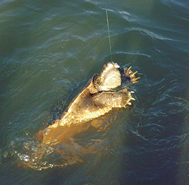 特定外来生物のカミツキガメも何度か釣っている。