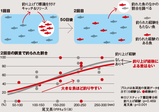 自然渓流におけるイワナの釣られやすさ