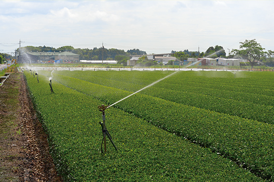 スプリンクラーで散水する笠野原台地のお茶畑。