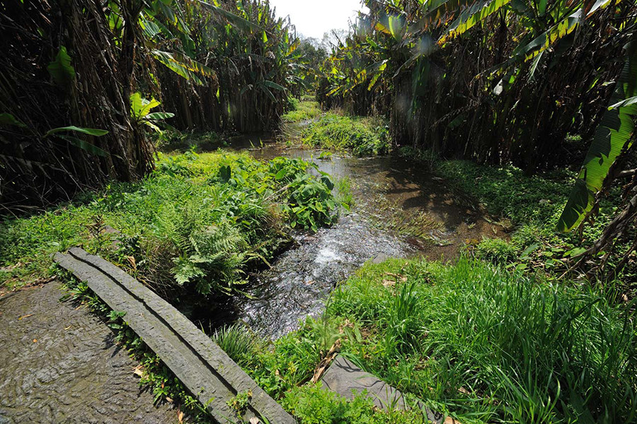 江津湖最深部の池から流れ出た小川。