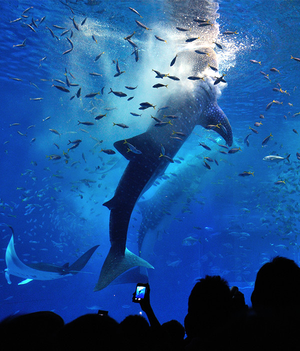 ジンベエザメの餌やりタイム。海水と一緒に餌のオキアミを吸い込むときに、立ち泳ぎになる。沖縄美ら海水族館〈黒潮の海〉水槽。