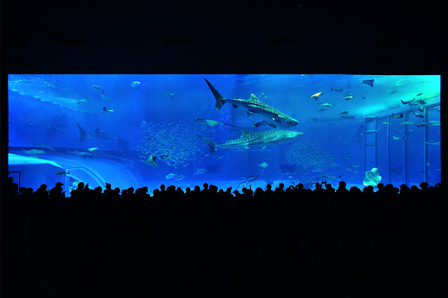 沖縄美ら海水族館の巨大水槽〈黒潮の海〉。容量は7500t（m3）。メインの柱なしのウィンドウは、高さが8m20cm、幅は22m50cmもある。見とれているのは観客だけではない。取材した我々も、合計で250回以上もシャッターを押してしまった。