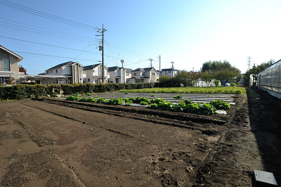 江戸東京野菜 江戸東京野菜でまち興し