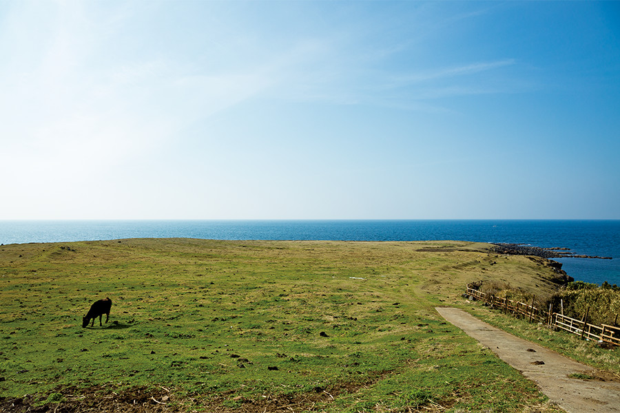 小値賀島の北部にある「長崎鼻」。ここは牛の放牧地で、草を食（は）む牛の姿と青い海がすばらしい光景をつくる