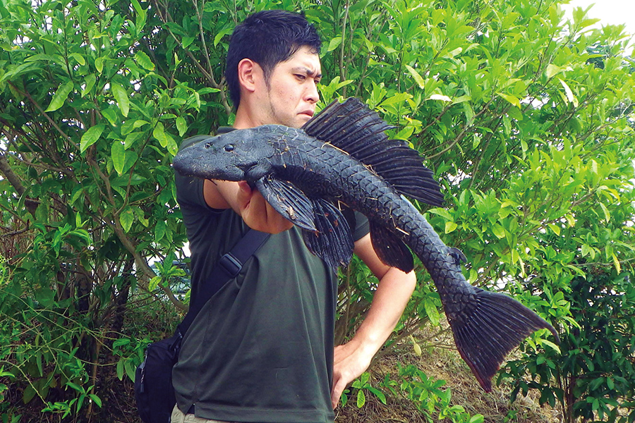 「プレコ」と呼ばれるマダラロリカリア。南米原産のナマズの仲間。今、沖縄本島の川で大繁殖しているという