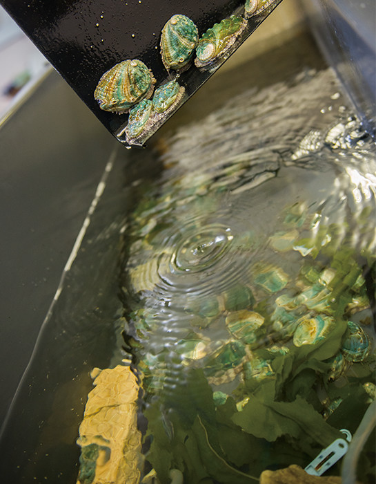 〈アワビ班〉が世話をする水槽。海藻をエサにすることで生残率が高まった。稚貝を約50ｇまで育てて養殖業者に出荷している