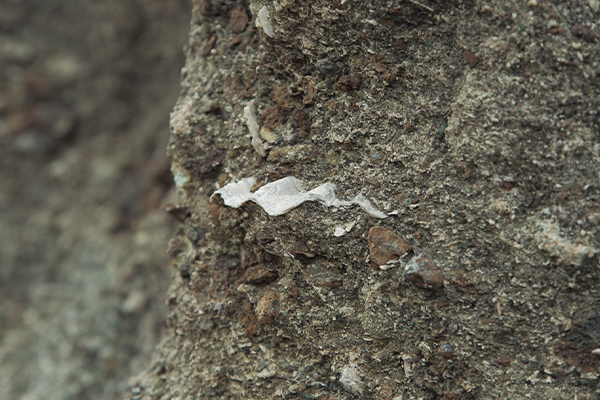 平根崎にある貝の化石。かつて海底だった痕跡