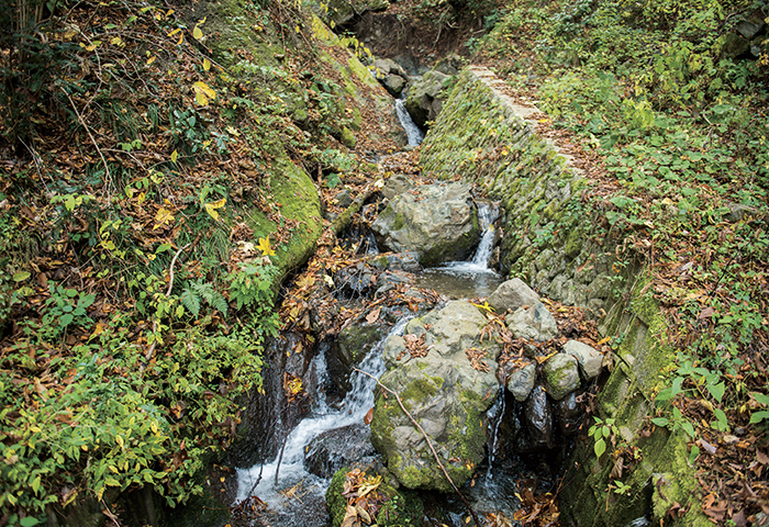 落葉広葉樹の蓄えた水がほとばしるように流れる岩首の沢