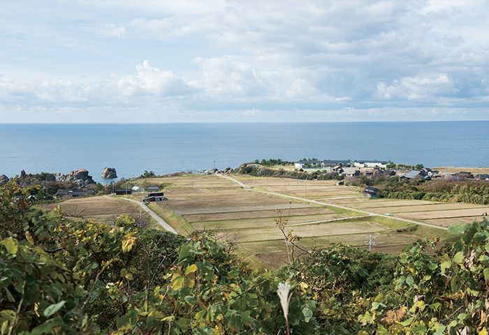 海沿いの段丘上につくられた小川の水田。圃場整備を終え、方形状の田となった