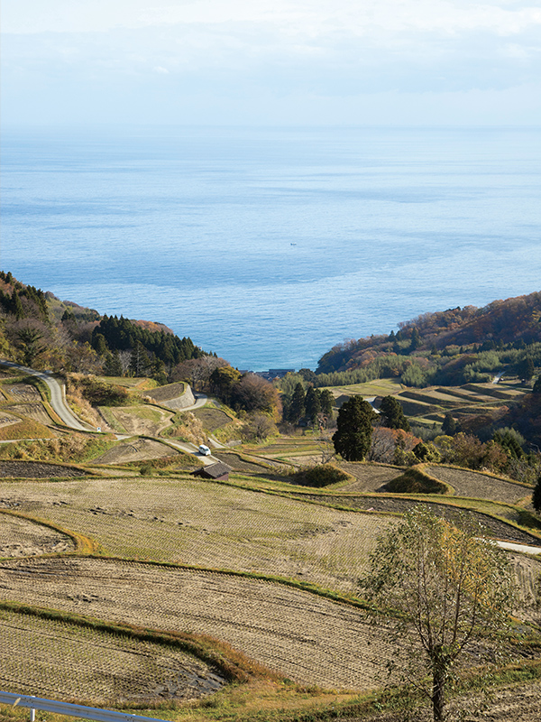 上から見た岩首昇竜棚田。棚田の向こうには海が広がり、天候がよければ新潟県の弥彦山や飯豊連峰も一望できる