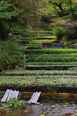 伊豆市中伊豆地区の「わさび沢」。雨が多く緑豊かな伊豆半島はわさびの栽培適地