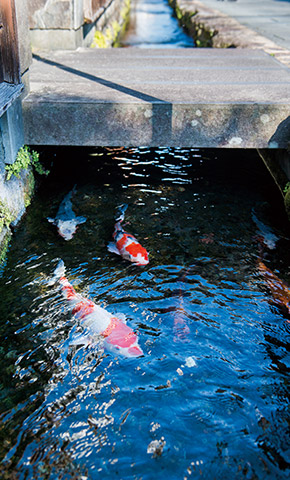 1978年（昭和53）、まちおこしで鯉を水路に放った四明荘の周辺は「鯉の泳ぐまち」として知られる