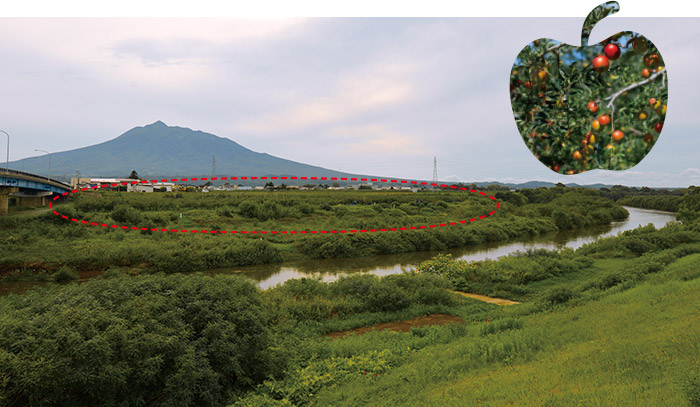 岩木川中流域と岩木山。赤い破線内が高水敷を用いたリンゴ畑