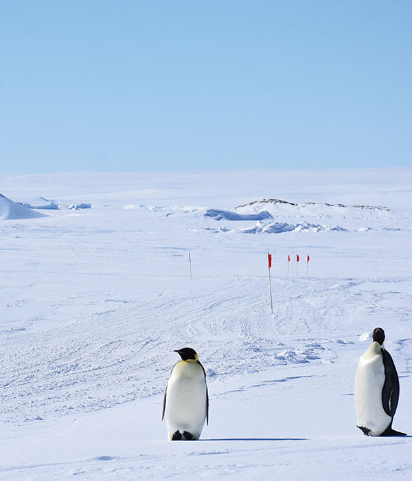 昭和基地（オングル島）から南極氷床を遠望する。大陸を隔てるオングル海峡は夏でも海氷に覆われていることが多い。