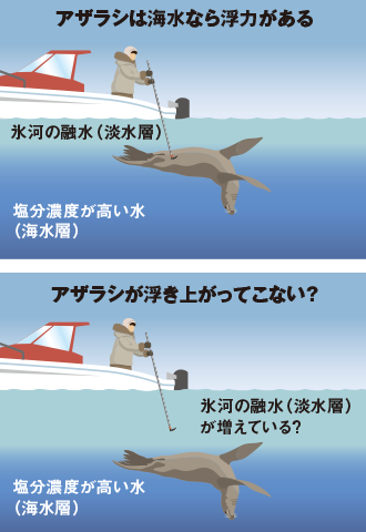 図2 アザラシは海水なら浮力がある