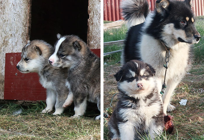 犬ぞりの文化が残っているカナックでは犬の姿をよく見かける