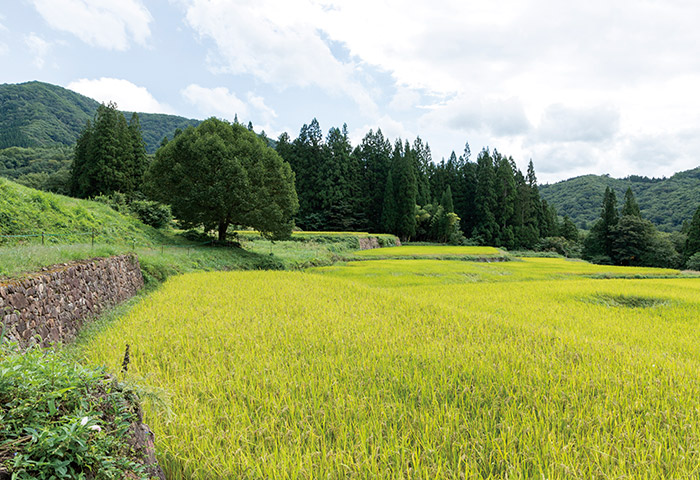 青鬼堰の水を引いた棚田では今も稲作が続けられている