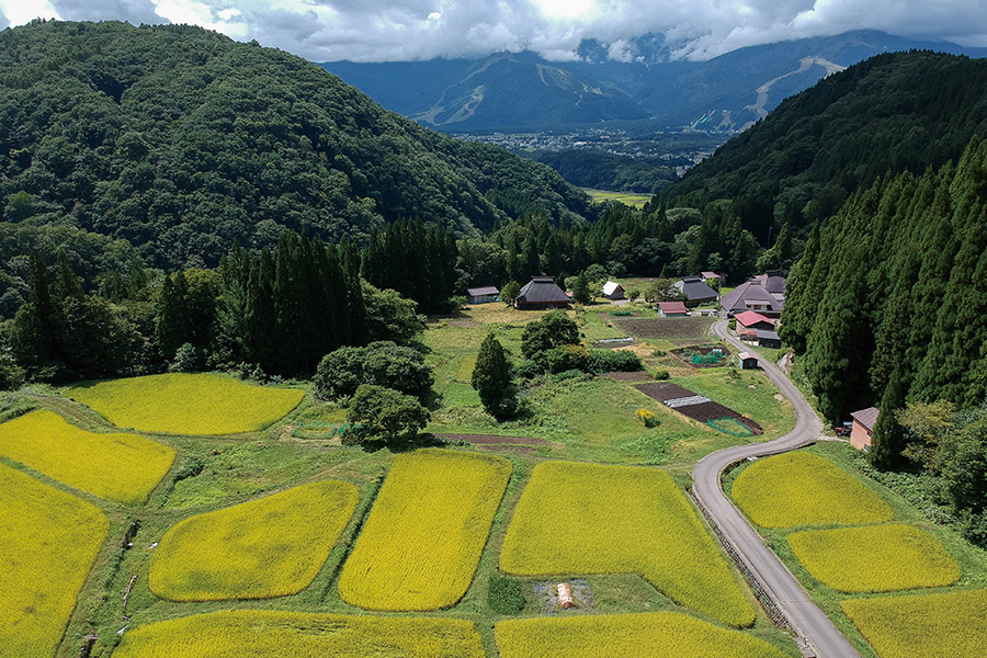 上空から見た青鬼集落と収穫を待つ棚田