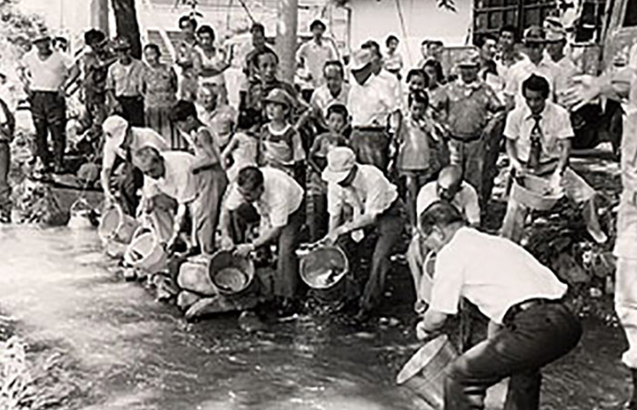 1981年（昭和56）、きれいな川の実現を願い、地元住民の手で雄川堰に約150匹の鯉が放流された