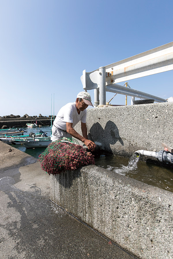 崖下の湧水を引いた共同水槽で行なうテングサの塩抜き