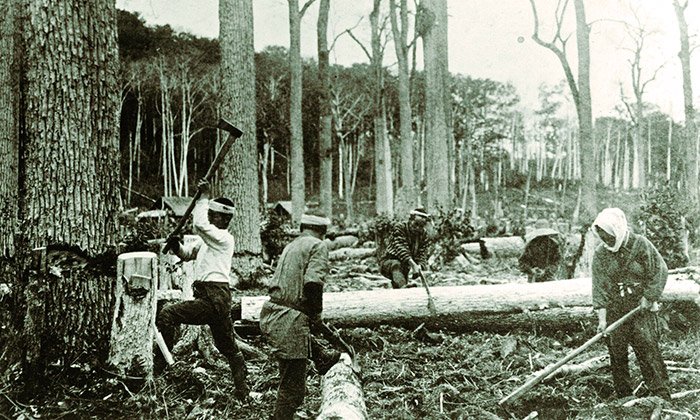 樹林地を鋸や斧で伐木する開拓民（提供：東川町）