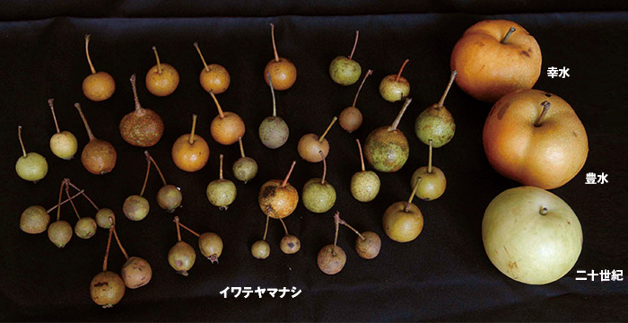 イワテヤマナシと日本ナシの栽培品種（幸水、豊水、二十世紀）。イワテヤマナシが小さいことがよくわかる 