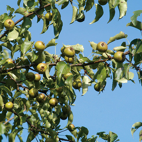イワテヤマナシの果実。初夏から秋にかけて結実する