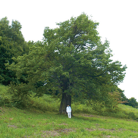 九戸村の天然記念物に指定されている「頭無（かしらなし）のヤマナシ」。推定樹齢は200～300年、幹周りは393cm、高さは約15m