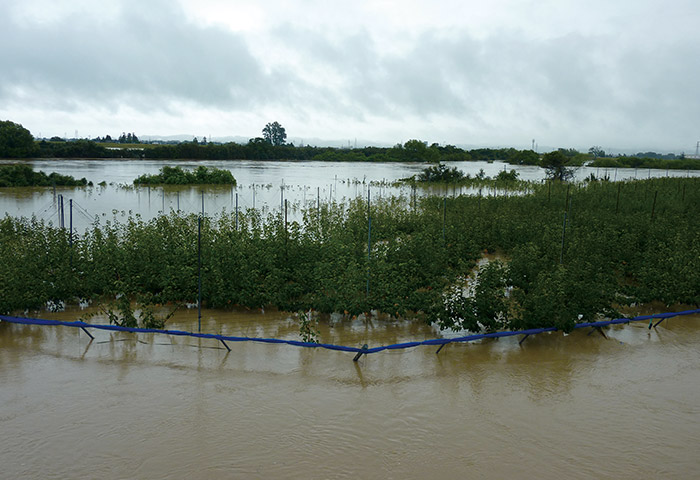 2011年夏の「平成23年7月新潟・福島豪雨」によって完全に水没した白根地区のナシ畑と濁流に呑まれて汚れた日本ナシ。こんな状態になっても水が引けばナシの木は復活し、翌年には例年通り結実するという　提供：JA新潟みらい